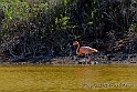 3839 One lonely pink flamingo